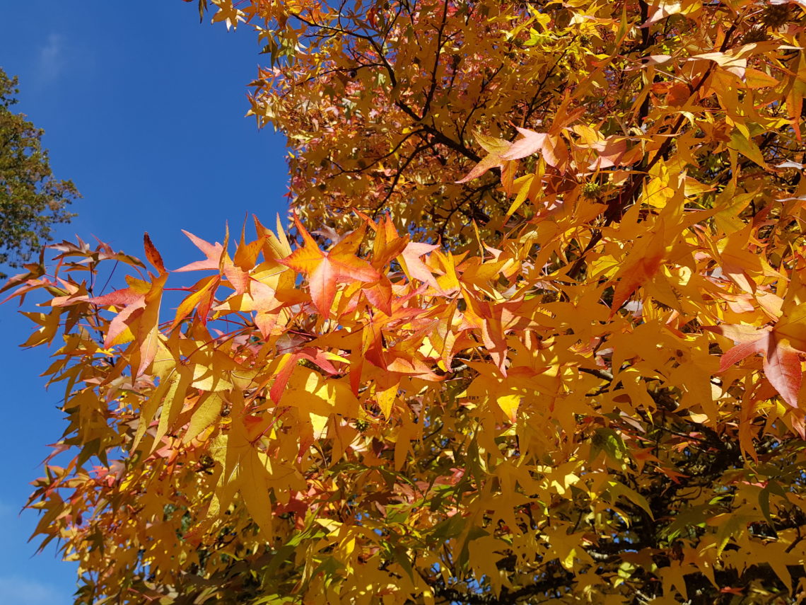 L'automne est là